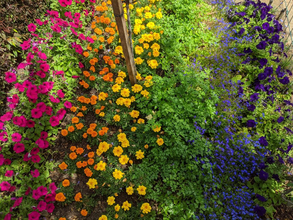 Flowers arranged in the colours of the rainbow flag