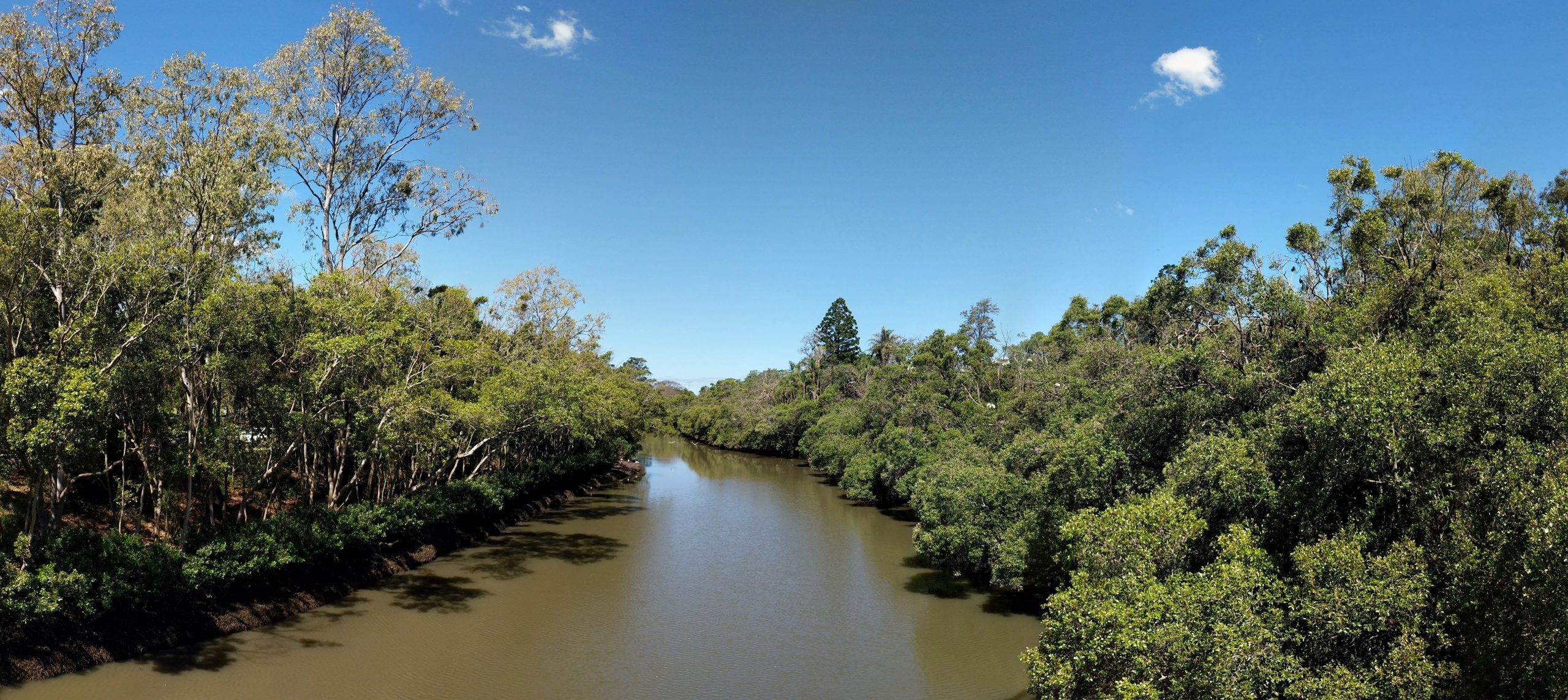 A green-brown creek surrounded by mangroves and gum trees. The sky is bright blue with only a couple of small puffy clouds.
