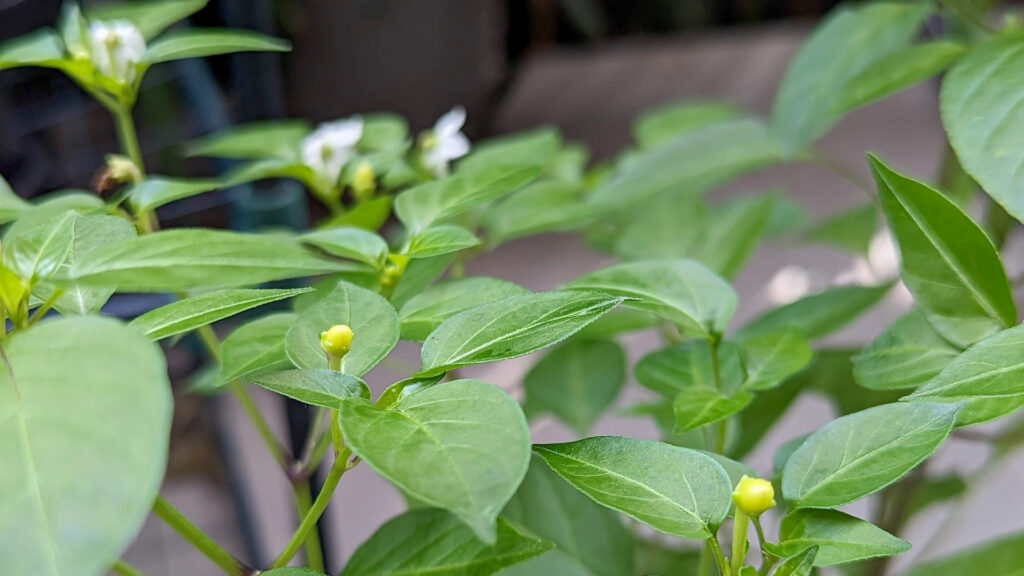 A chilli plant. There are white flowers and little green chillis starting to grow.