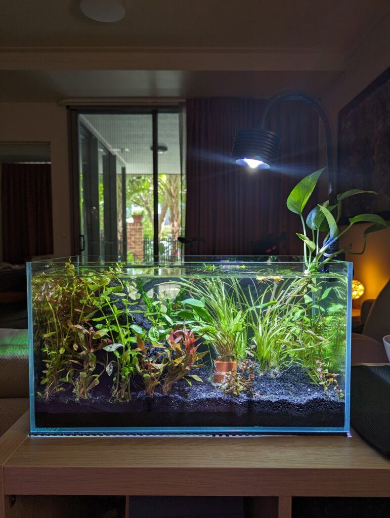 An aquarium full of the same plants with the aforementioned lamp over the top.