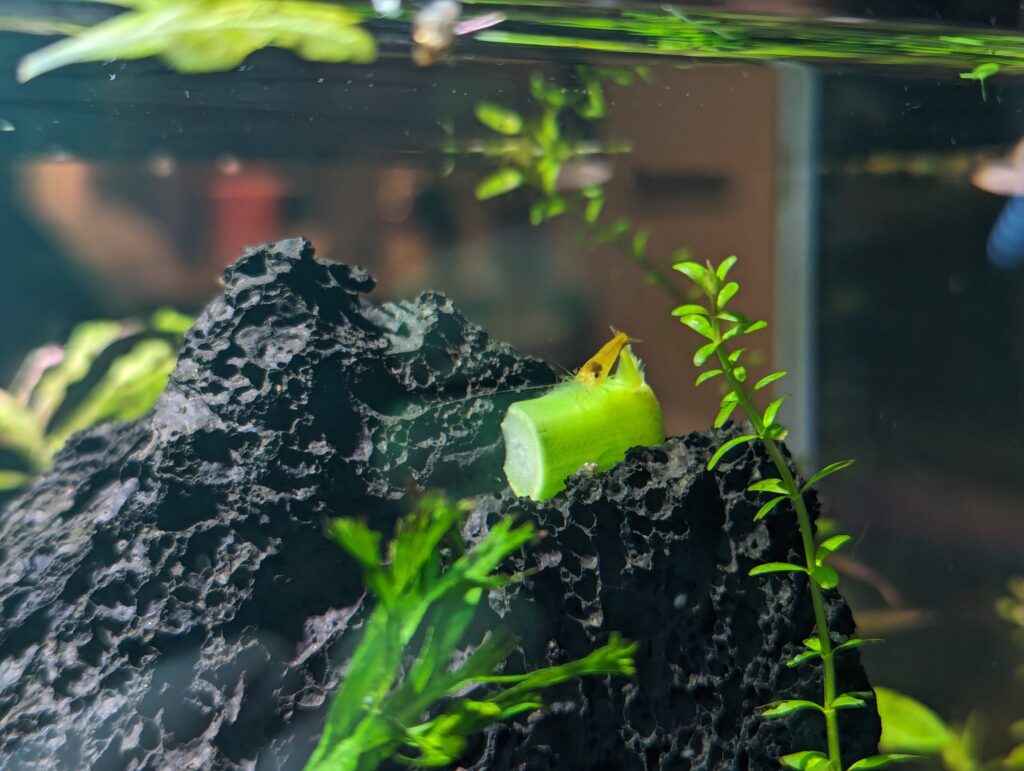 A yellow shrimp enjoying some broccolini
