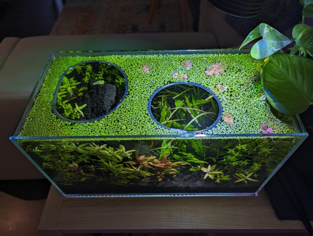 A fish tank with duck weed and airline tube rings so you can see the plants below