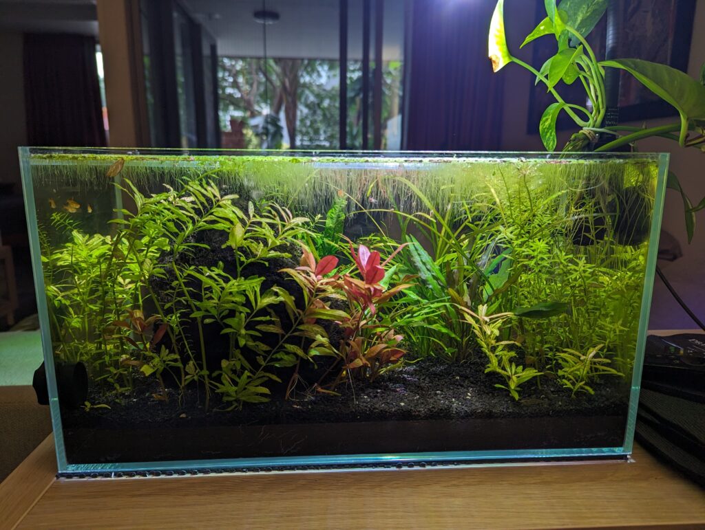 There's barely any space in the aquarium between the roots of the duckweed and the plants grown all the way to the top
