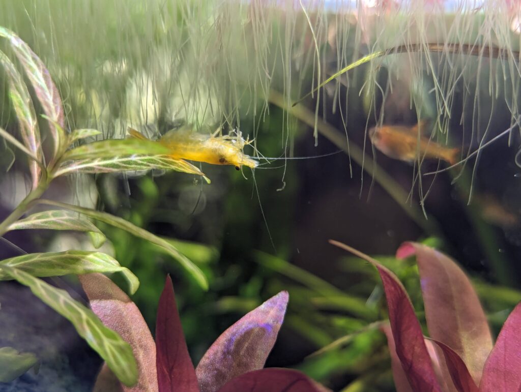 A shrimp upside down playing in the duckweed