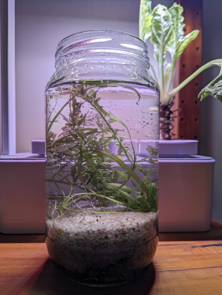 A jar with soil, sand, and aquatic plants