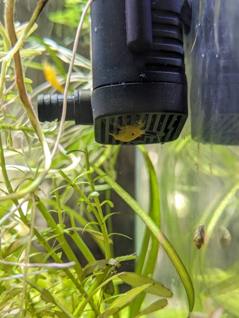 A little yellow shrimp on the underside of a tiny black pump