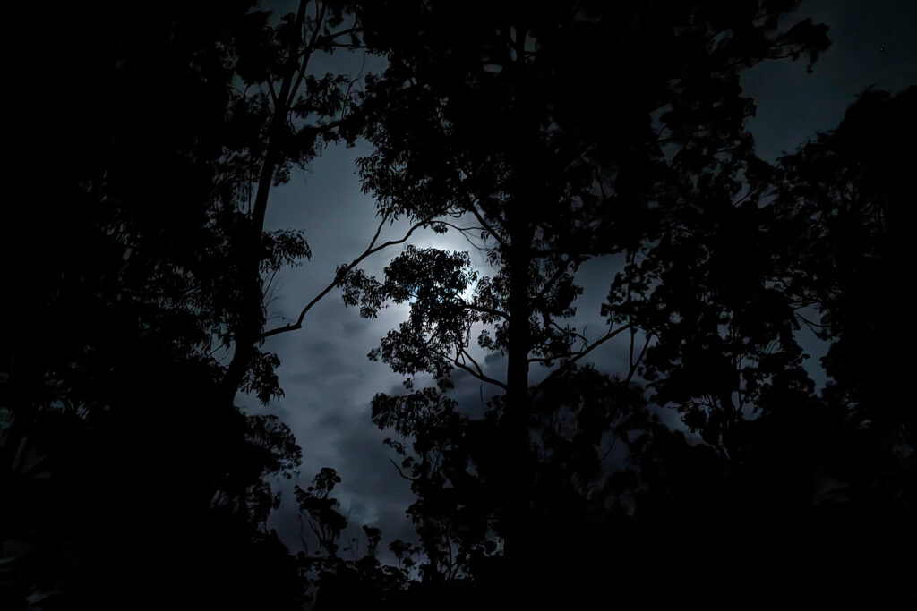 The moon behind some clouds behind some trees. It's not spooky unless you want it to be.