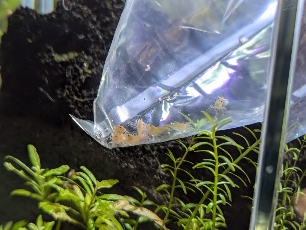 A crowd of little yellow shrimp in a plastic bag, all looking at the camera