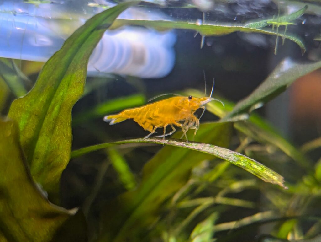 A grown up lady shrimp with eggs in her flappy bits at the rear