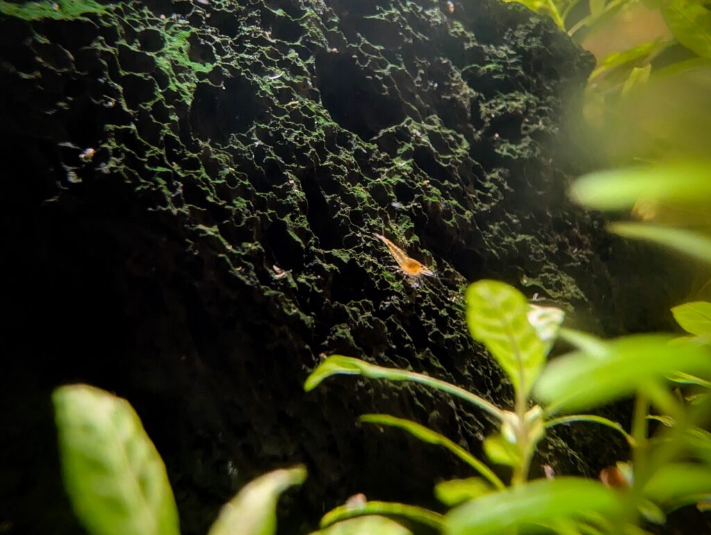 A teeny tiny shrimp sits on a big black rock, with plants in the foreground for reference.