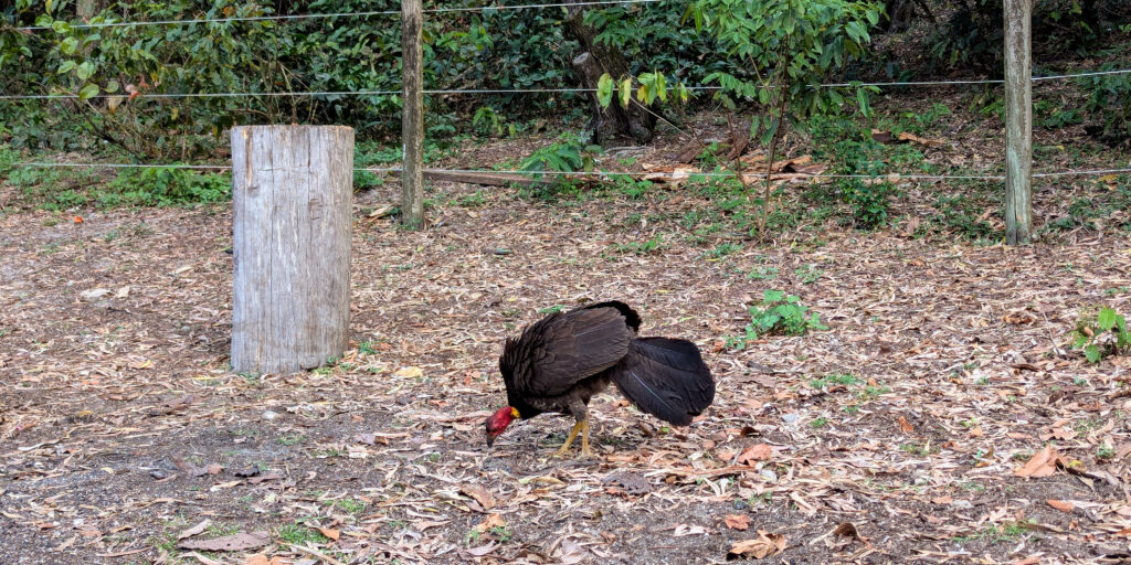 A scruffy bush turkey pecks at the ground